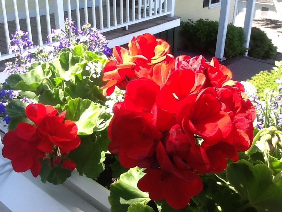 Harbor House Inn Boothbay Harbor Eksteriør billede